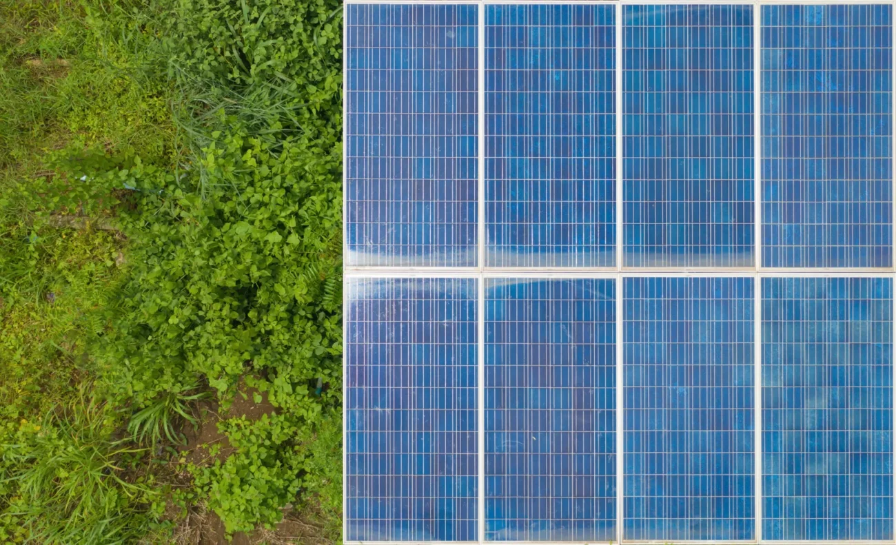 Moduły fotowoltaiczne z zestawu 50 kW leżą obok zielonej roślinności na ziemi.